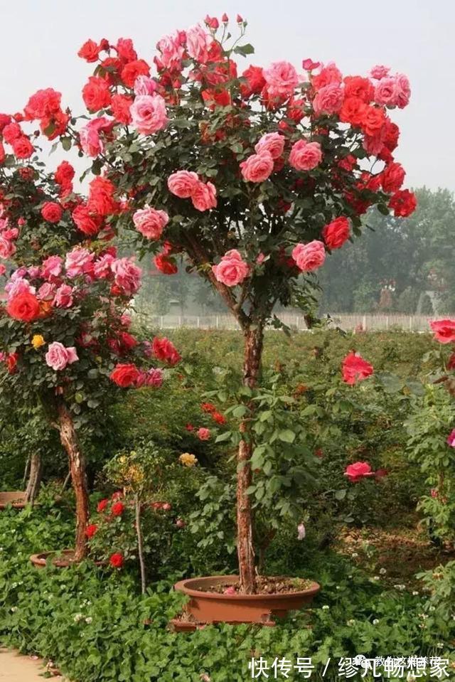 月季养成树,开花一团团,轻松开成大花球,阳台也能养得好!
