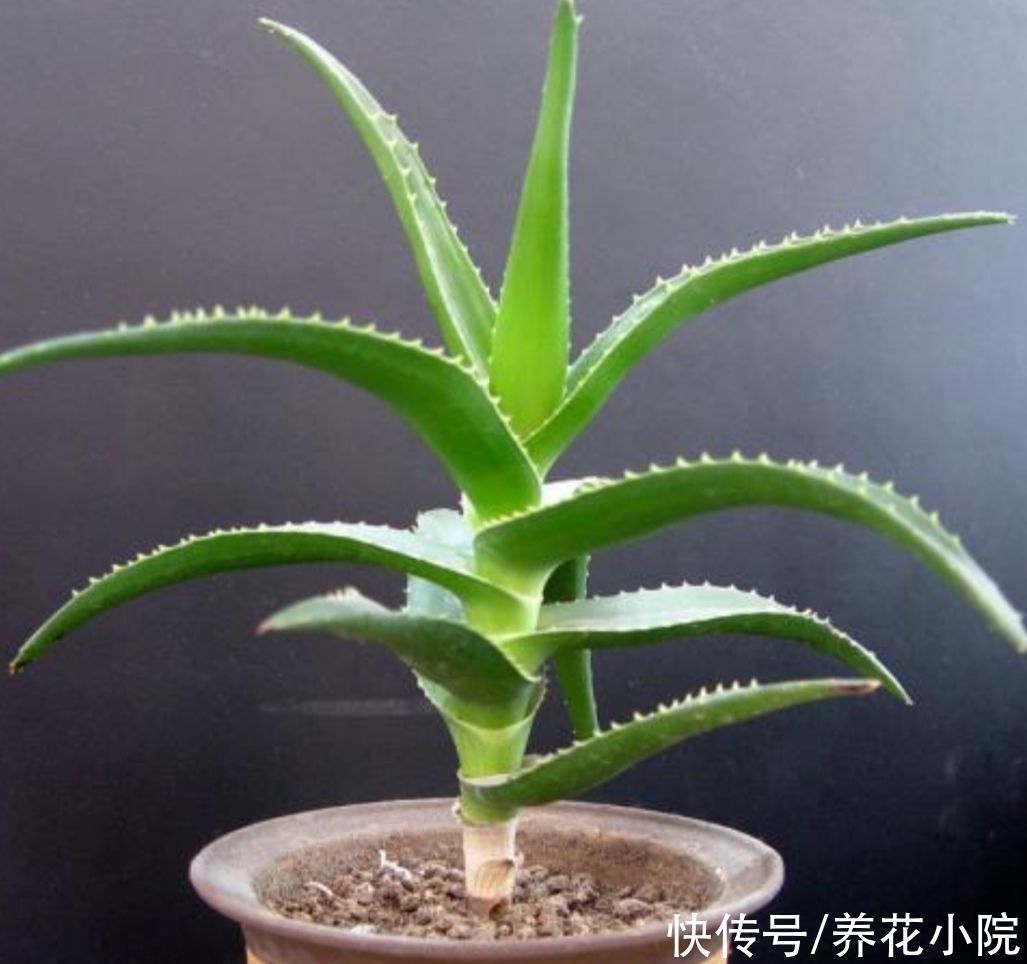 养花|3种植物,被称为“净化空气小能手”,养在家里漂亮又美观
