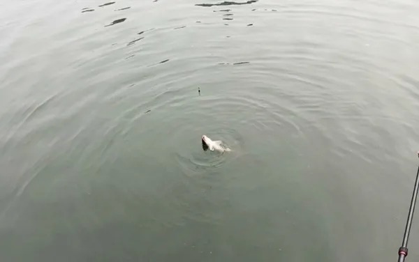 野钓大师告诉我:浮漂调钓套路深,别再被“灵敏”给骗了!