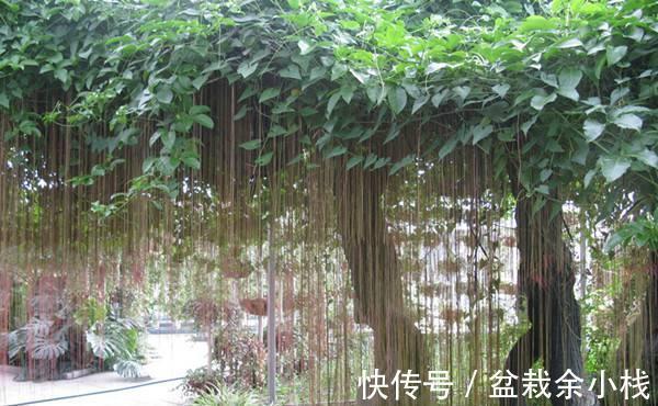 空气|养花试试这几款,叶片美观,放在室内还能吸附空气中的灰尘