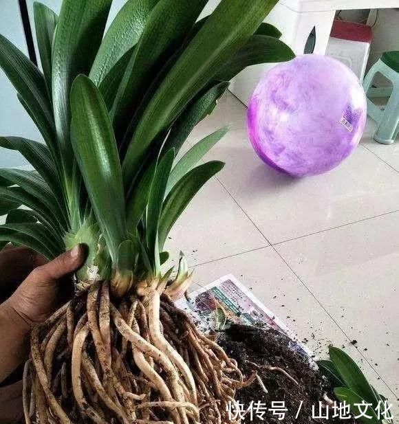 花盆里种的花不需要买泥土,用这种东西混合种的花草都很旺盛