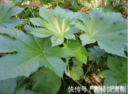 高血压|秋季多吃一点野菜,有治疗心脏病、高血压、血管硬化以及抗癌作用