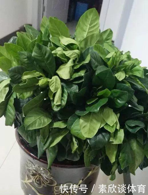 栀子花最怕它,碰上就没救,再上心都养不活!