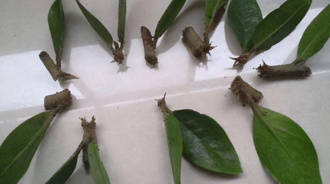 泼辣花|谁说养花难?4种“泼辣花”,扔在土里就生根,繁殖一片小崽子