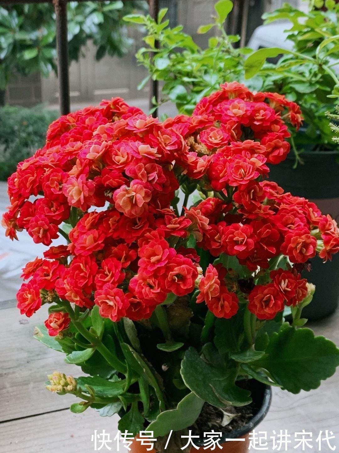 3种花枯萎了也别扔,砍一刀还能活,长出不少新芽