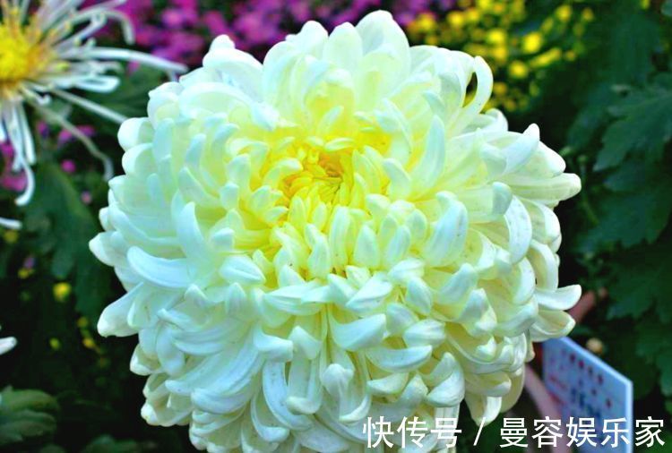 菊花|喜欢菊花，不如养盆绿玫瑰，花开碧绿如玉，寓意爱情，妩媚妖娆！