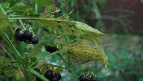 苦葵|田间一种不起眼的植物，原来还有这么多功效？