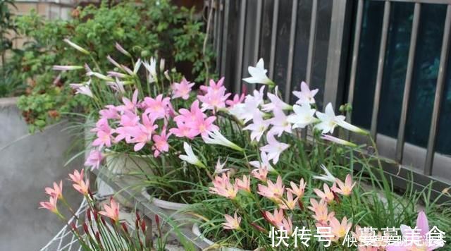 下雨天|下雨天，这3种花别着急搬回家，喝点“雨水”长得快，越淋越壮实