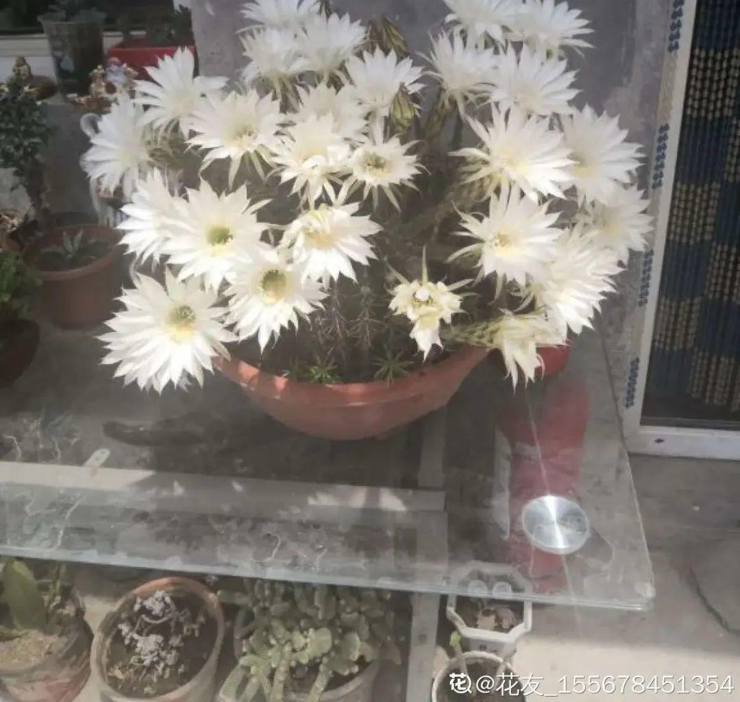 虐着养的花,剪成秃子,半月不浇水,呼呼开花
