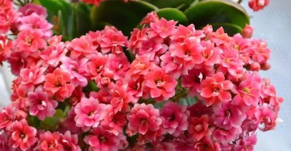 75个长寿花品种,一个比一个美,一起来认识一下吧!