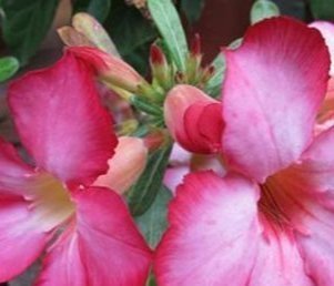 居家最适合养的三种花,既好看又耐活,有很长的花期,是新手必备