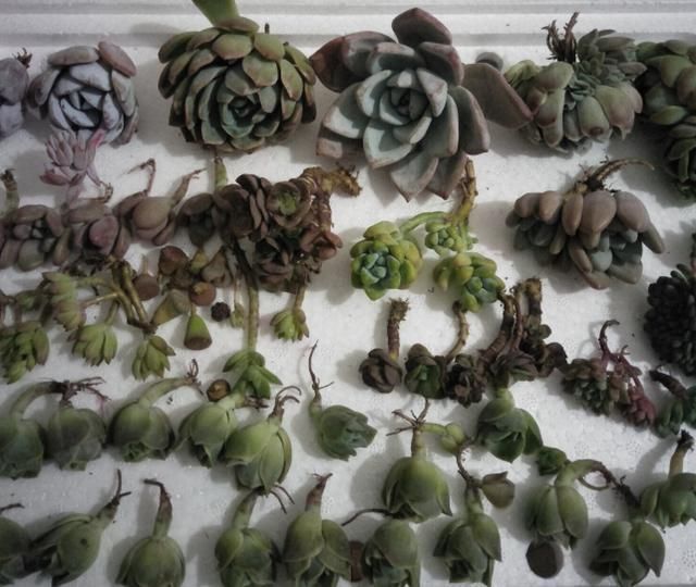 从小|养了5年多肉,从小白变成大神,这些经验送你了