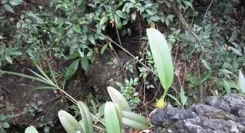 农民朋友|山上一植物,俗称“金枣”,一斤能卖60元,十分珍贵,遇见请重视