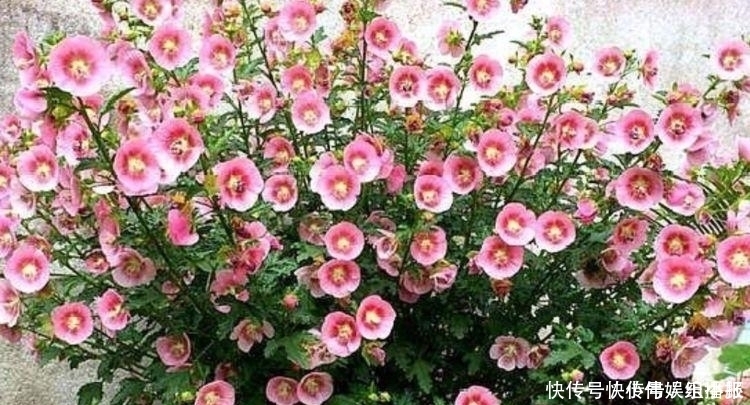 太阳花|4种花现在入手刚刚好,沾土就活,轻松开爆盆,四季有花赏