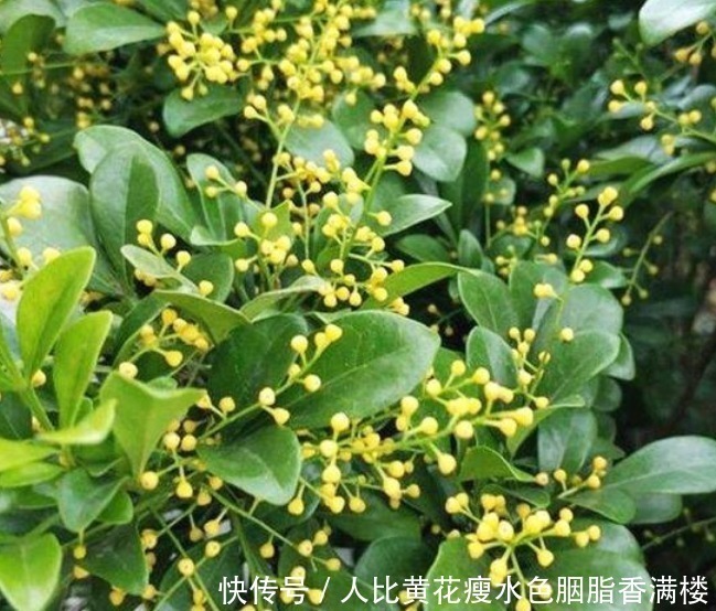 种花|人养花,花也养人,“3种花”家养里,空气清新,还有助于睡眠!