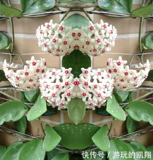 家里采光差,就养6种花,不爱晒太阳,就给一点光,蹭蹭长满盆