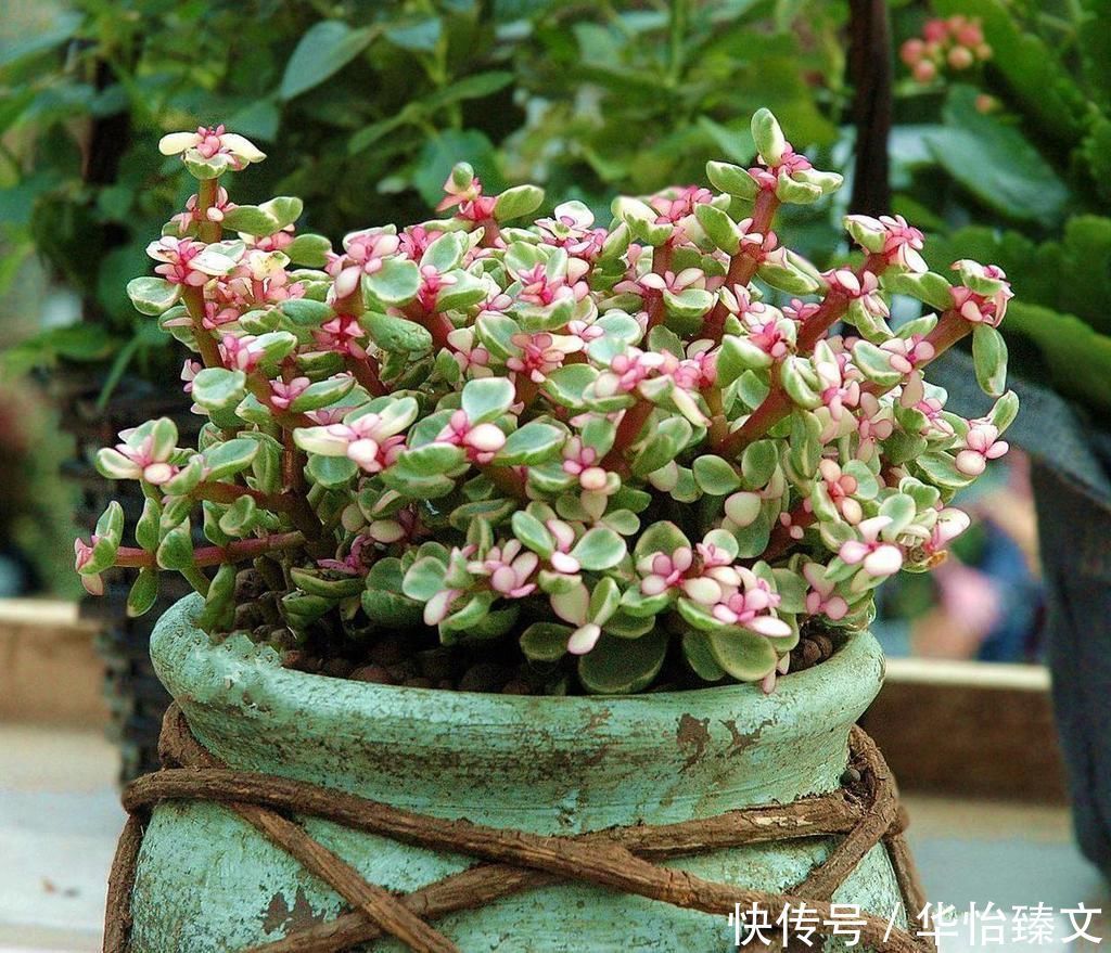 金枝玉叶总是养不活,那是你方法不对,这6种方法一定要学会