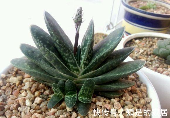 呆萌可爱|一款叶子对半长,形似元宝的多肉,看着呆萌可爱,打理真省劲