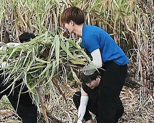 公主抱|任嘉伦扛不动甘蔗时,谁注意他说了句啥不愧是出过国超文集的人