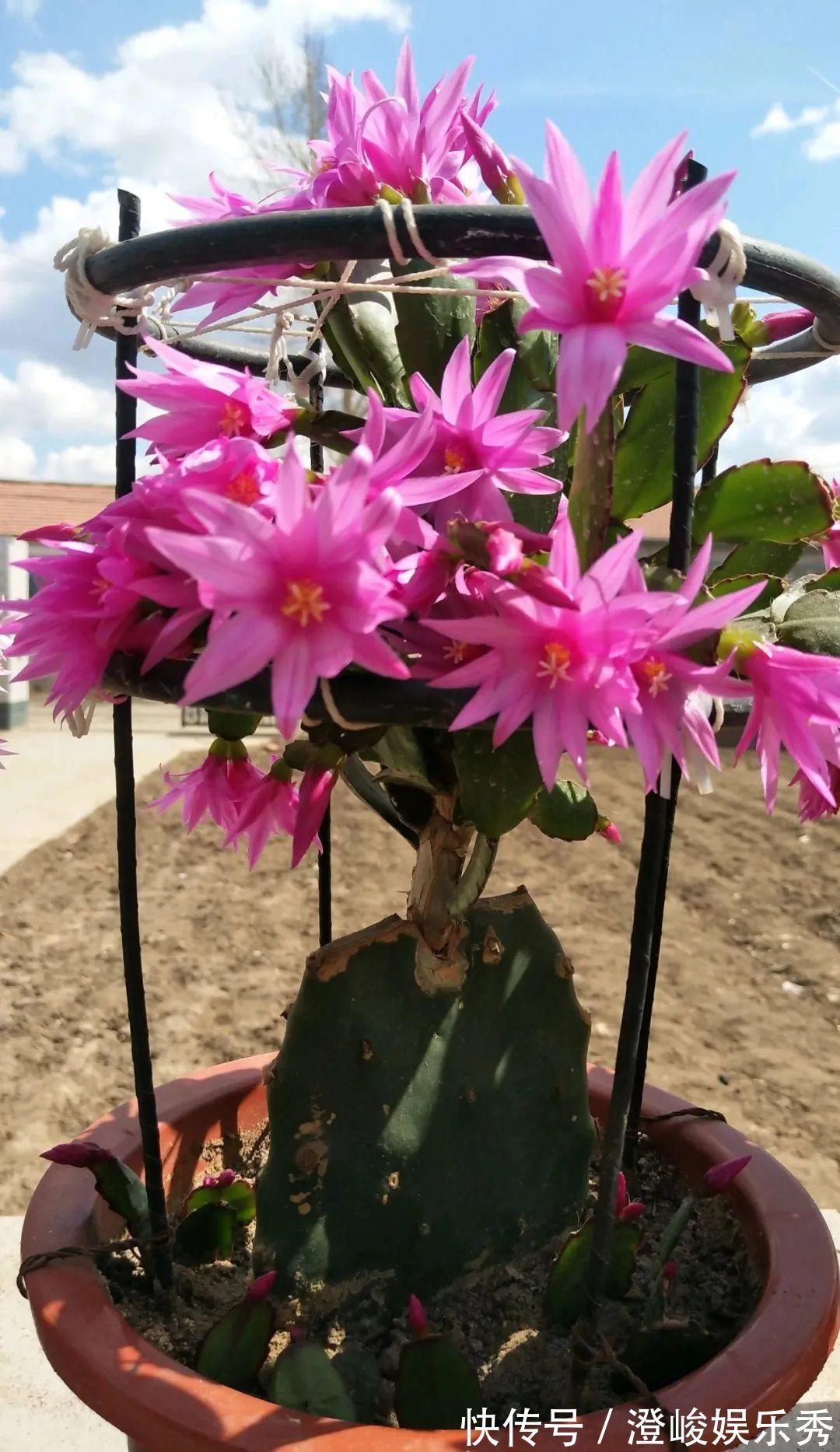 荷花|1种花不是真昙花，1次能开上百朵，比蟹爪兰美，怪不得都去抢假货