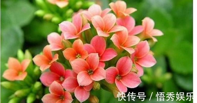 栽植|长寿花的养护小秘诀,以下养殖一开就是半年,五颜六色别样的美!