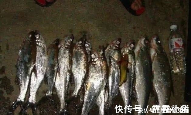 介绍一种万峰湖当地人钓翘嘴鱼的独特方法