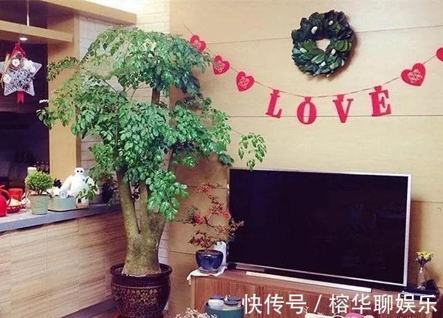 人气|电视柜旁边,养什么花,3种选一个,格调高,寓意好,人气旺