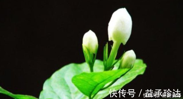 此花沾土就能活，花开又多又美，香气更胜兰花，寓意坚贞不渝的爱