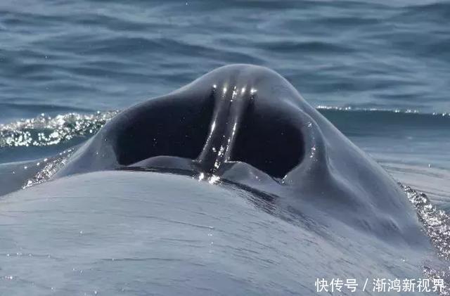 24张“活久见”生物照,仿佛来自另一个星球