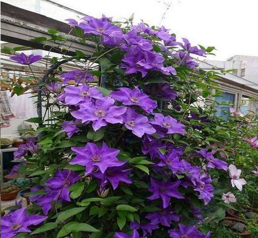 4种“泼辣花”,要用大盆养,开花多到炸,小盆养,越养越差