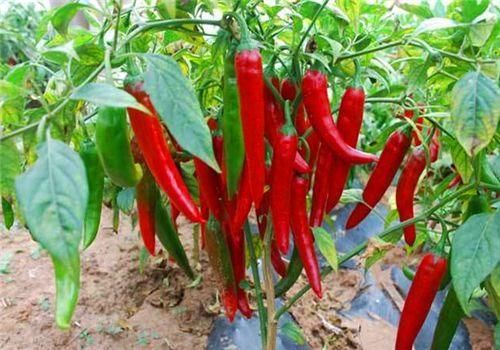 食物|女性养生,推荐三种食物,降压减脂,排毒养颜,营养又健康