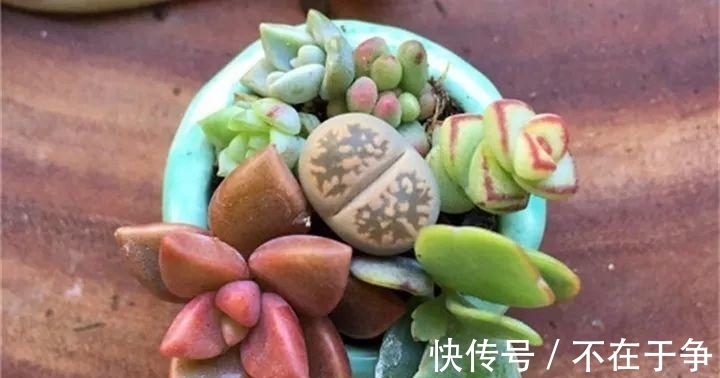 白美人|“拇指大”的花盆，被她塞了几十棵多肉，养一年都不是事！