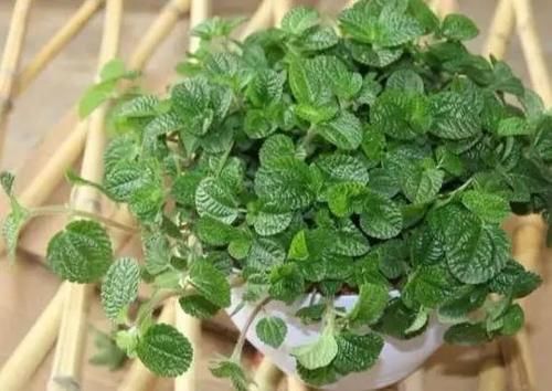 吸毒草|这4种“吸烟”花,养一盆,清除二手烟,还老人孩子一个健康的家