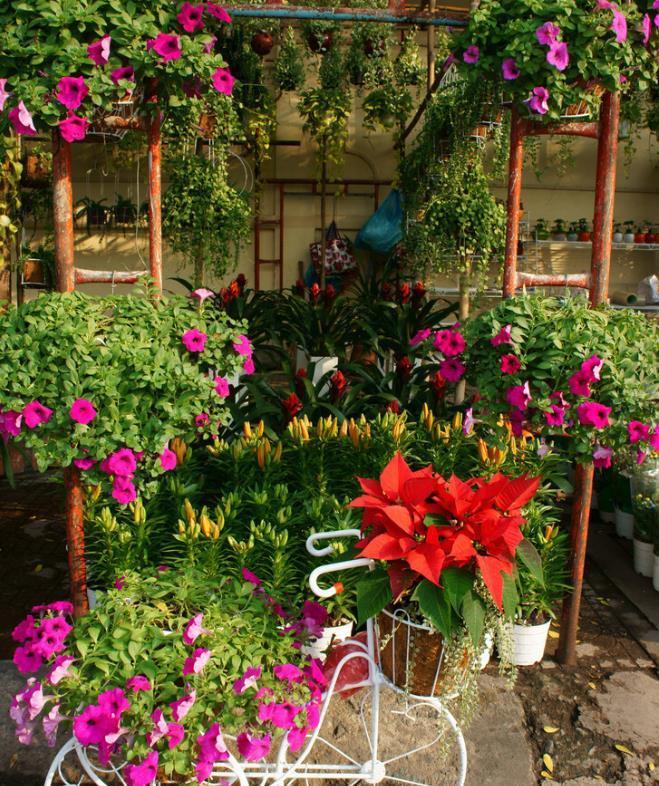 建议大家：逛花市碰到5种花，别犹豫，虽然便宜但巨好养