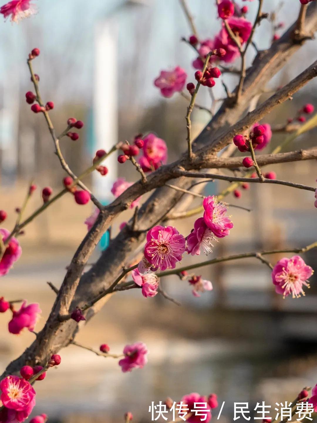 盛开|最暖春节催开红梅花,郑州园博园现“双梅闹春”