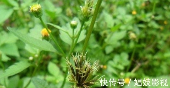 高血压|乡下不受待见的野草,浑身是刺被称“鬼针”,对高血压有奇效