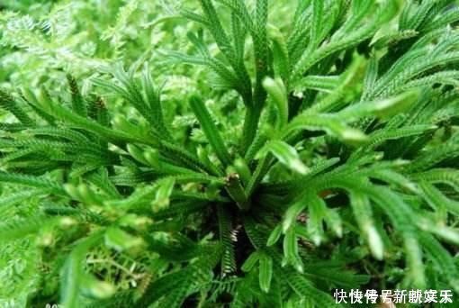 还魂草|野外碰见这种“草”，挖回家做盆景，人称“还魂草”很值钱