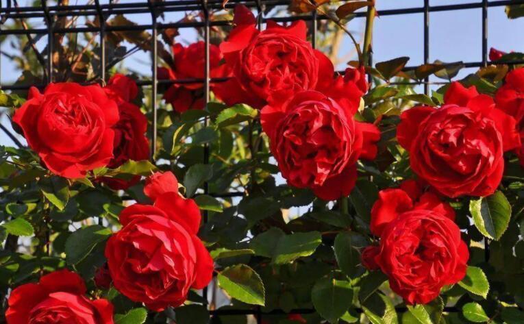 栽种|院子里栽花,选品种是关键,十大藤本月季,美成花海超治愈