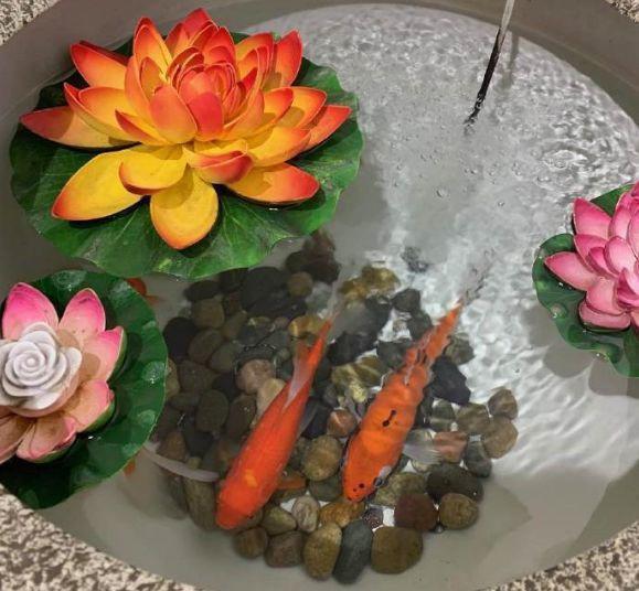 浇灌|给花浇点“开花水”,花苞全都冒出来,比激素还管用!