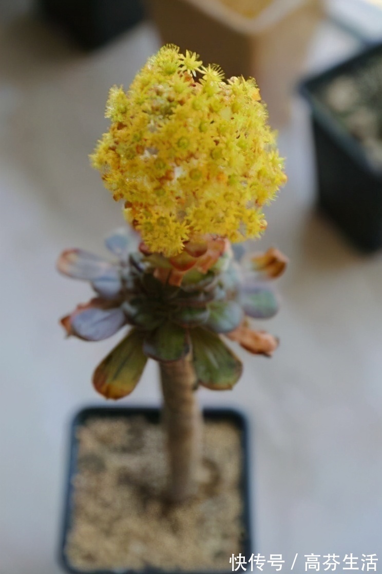 观音莲|开花会死的多肉名单,你家要有养,看见花箭就“给一刀”