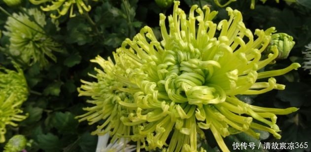 养花养个菊中精品,“绿安娜”,似绿水秋波,优雅美丽