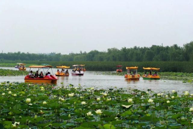 花海惹人醉，梨乡等你来！