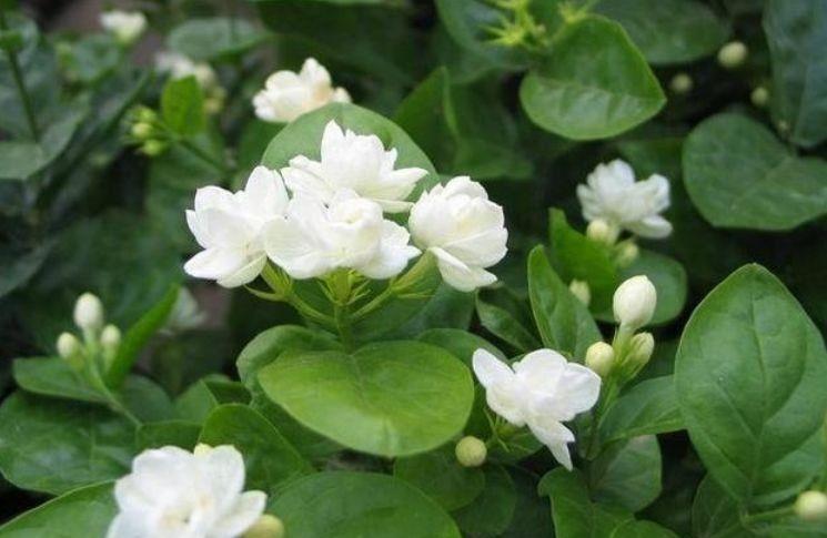 几款植物养在家里,花期长花量大,颜值超高的