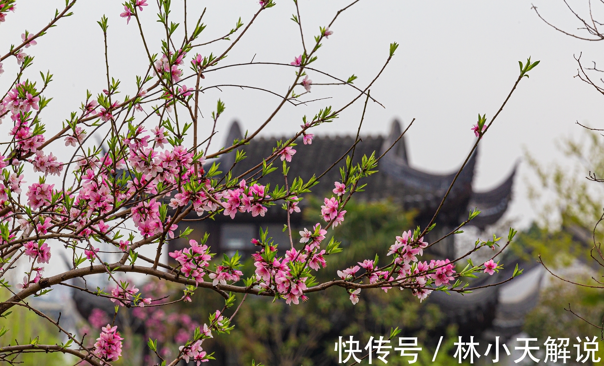 一杯酒$“桃李春风一杯酒,江湖夜雨十年灯。”以此句为引,论桃李的连用