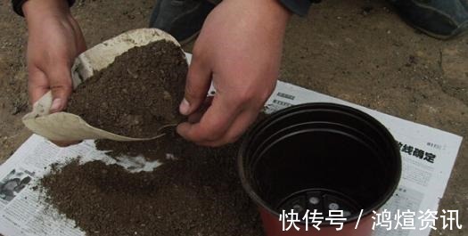 垃圾桶旁边一堆快死的花,到底该不该捡悄悄拎回家赚大发了