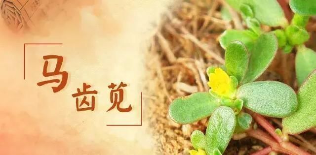 不吃|救命的马齿苋,99的人不知道的作用再不吃就晚了