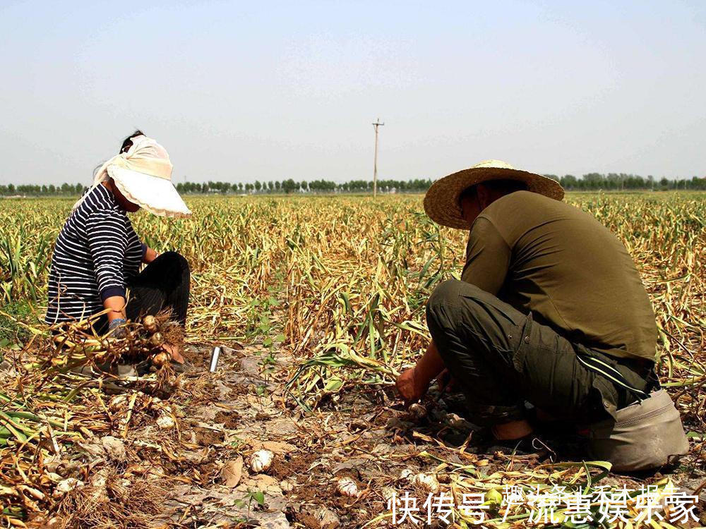 市场价|去年每公斤6毛钱,今年市场价猛涨10倍,却有农民拿它喂鸡