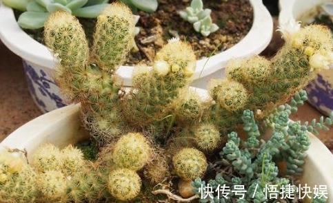 浇水|想要养好多肉植物,就从4方面下功夫,个个叶片厚实又肥美