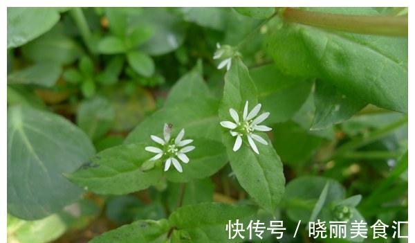 营养成分|农村有种野草,以前被当做猪菜,如今是上好的野菜,大家都抢着吃