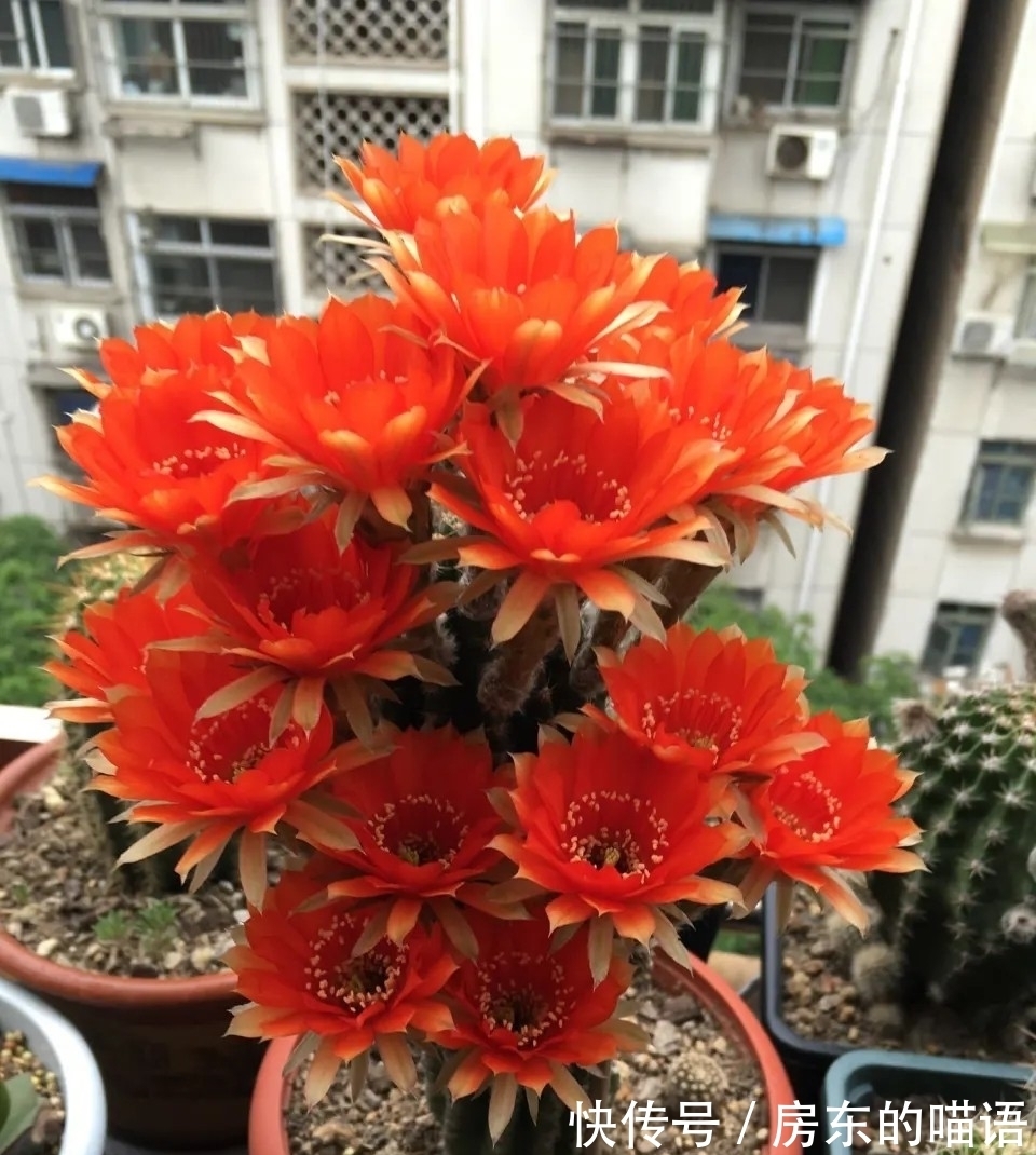 仙人球|5种“漂亮花”，喜欢毒日头，晒晒太阳，直接爆花快